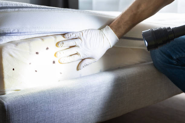 Best Flea Control Services  in Ranlo, NC