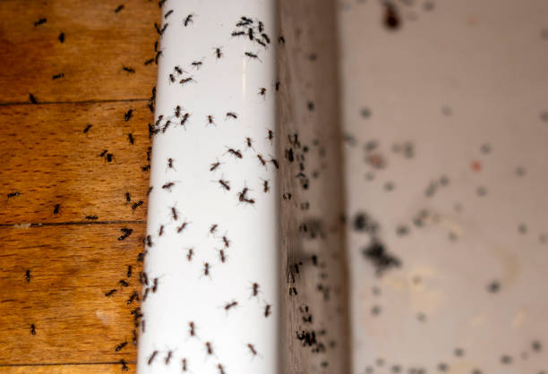 Best Residential Pest Control  in Ranlo, NC